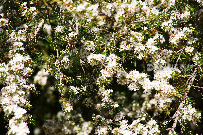 Kanuka (Kunzea ericoides)茶树